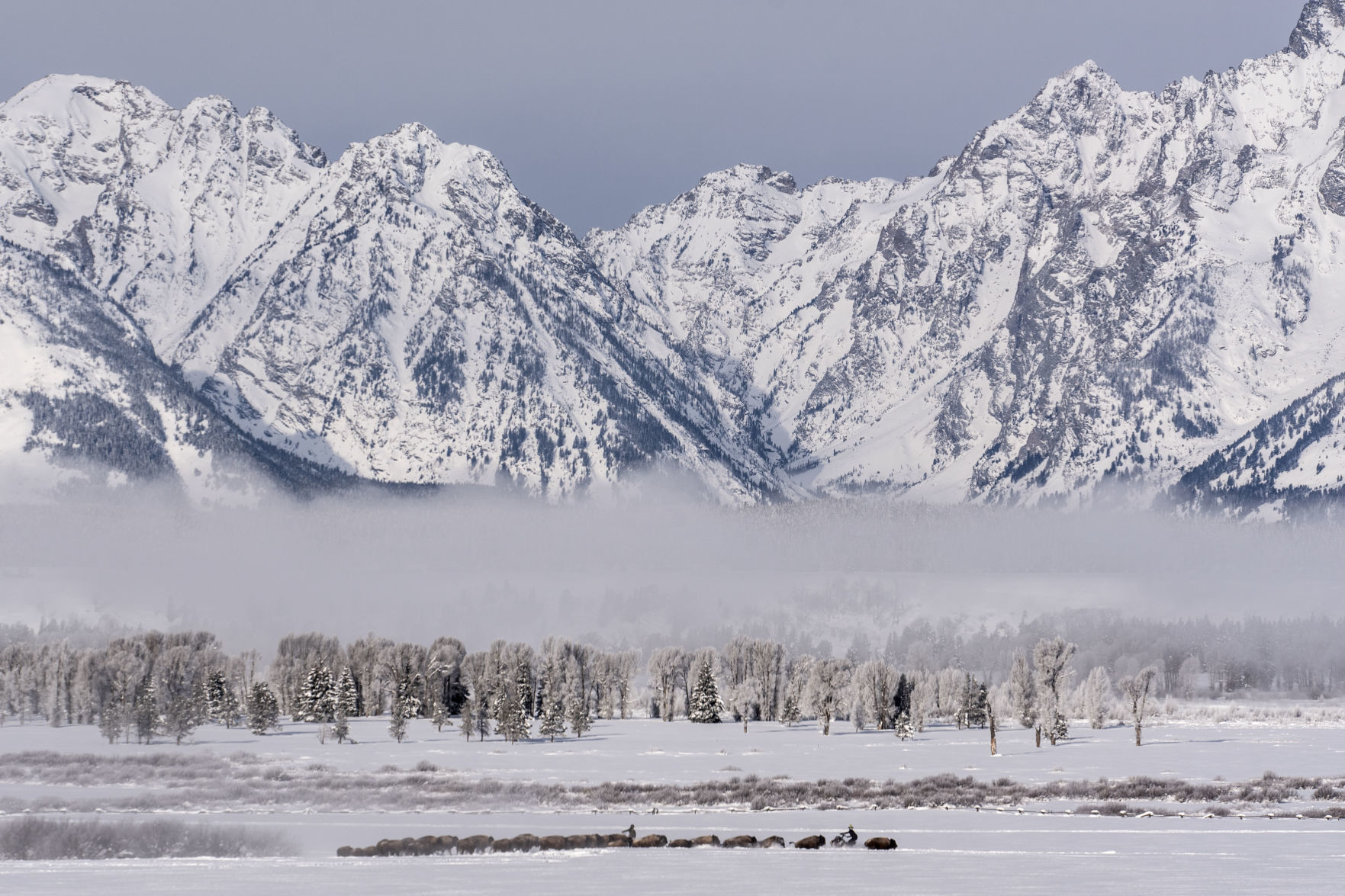 Bison drive in Grand Teton National Park